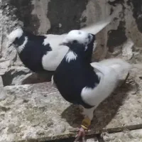 کبوتر طوقی