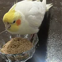 عروس هلندی گمشده در شیرود