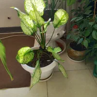 گل طبیعی|گل و گیاه طبیعی|فولادشهر, مسکن مهر فولادشهر|دیوار