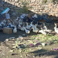 29قازمحلی|حیوانات مزرعه|مریوان, |دیوار