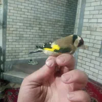 سهره وحش و جفتی قناری