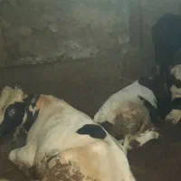 گاونر|حیوانات مزرعه|هیر, |دیوار