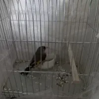 سره|پرنده|محمدیه-قزوین, |دیوار