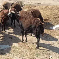 میش غزل|حیوانات مزرعه|قره چای, |دیوار