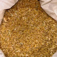 چلتوک کامفیروز