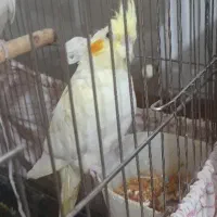 جوجه ی عروس هلندی