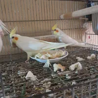 دو عدد جوجه عروسی پاریس