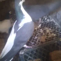 کفتر راست|پرنده|صفی آباد, |دیوار