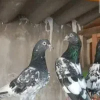 100000|پرنده|بمپور, |دیوار