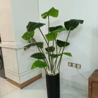 درختچه باباادم