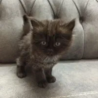 فروش گربه نژاد دار