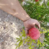 باغ