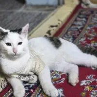 گربه dsh