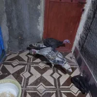 دو تا  بوقلمون