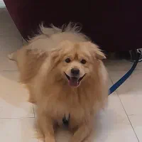 واگذاری پامراشپیتز ۹ ماهه در تهران