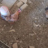 دوعد مرغ تخمگذار جوان