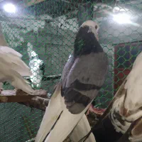 کبوتر کبوتر ساعتی.