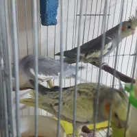 عروس هلندی|پرنده|پاکدشت, حصار امیر|دیوار