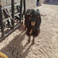 سلام کره فروشی 10ماهه به فروش میرسه