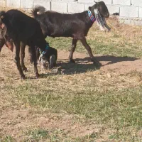 دو عدد بزغاله ماده  پاکستان|حیوانات مزرعه|خواجه, |دیوار