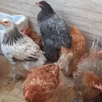 مرغ و خروس برهما