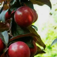 پیشفروش نهال گوجه قرمز آمریکایی|خدمات باغبانی و درختکاری|عجب شیر, |دیوار
