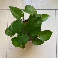 گیاه پتوس سرحال