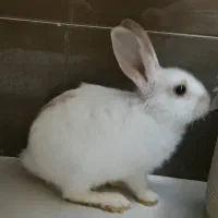 خرگوش بازیگوش سالم