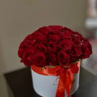 گل رز قرمز|گل و گیاه طبیعی|تهران, دردشت|دیوار