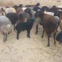 گوسفند میش بره دار جوان و سالم