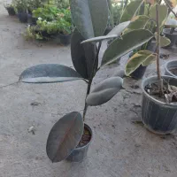 گل های اپارتمانی|گل و گیاه طبیعی|لواسان, |دیوار