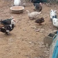 تعدادی  اسرائیلی جوان