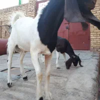 بز پاکستانی بره قوچ|حیوانات مزرعه|لنجان, |دیوار