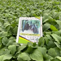 نشا گوجه بادمجان فلفل دلمه و تند و...|خدمات باغبانی و درختکاری|بندرعباس, |دیوار