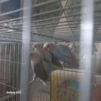 کوتوله  نر تک مارال