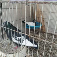 نروماده یه کت سفید