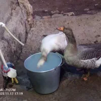 دو عدد غاز|حیوانات مزرعه|اردبیل, |دیوار