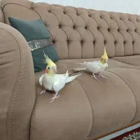 عروس هلندی