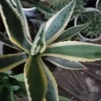 تعدادی گل باقیمت مناسب بفروش میرسد|گل و گیاه طبیعی|داراب, |دیوار