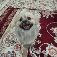 سگ نژاد پیکینیز میکس