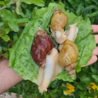 پت خانگی