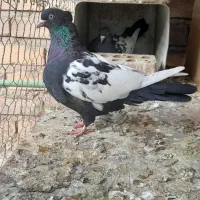 جفت سینه سیاه