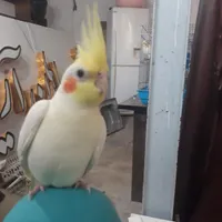 گمشده