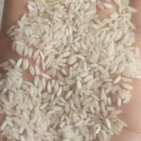 برنج عنبربو / عنبر بو کامفیروزی با عطر و طعم عالی|خوردنی و آشامیدنی|شیراز, داریون|دیوار