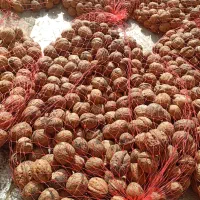 گردو فروشی درجه یک