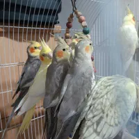عروس هلندی