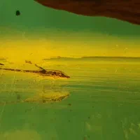 لوچ نواری خوش سایز قاسم آباد فلاحی|ماهی|مشهد, فرهنگیان (شهرک غرب)|دیوار