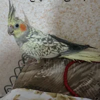 عروس هلندی|پرنده|محمدیه-قزوین, |دیوار