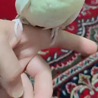 عروس هلندی|پرنده|قم, باجک دو|دیوار