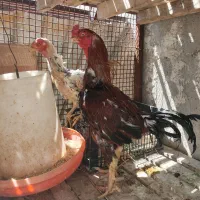 مرغ و خروس لاری معاوضه